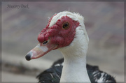 24th Apr 2014 - Muscovy Duck