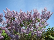 24th Apr 2014 - Lilac against a blue sky.