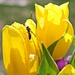 Wasp on Tulips by harbie