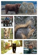24th Apr 2014 - Animals Collage