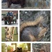 Animals Collage by jamibann