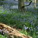 bluebell woods Muncaster SOOC by callymazoo