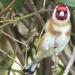  Goldfinch  by susiemc