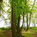 Beautiful beeches by lellie