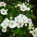 Hawthorn blossom by lellie