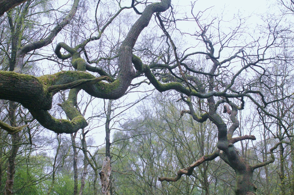 Jousting trees by sabresun