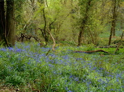 19th Apr 2014 - Bluebell woods....