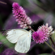 24th Apr 2014 - 2014 Butterflies of Costa Rica