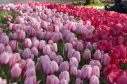 7th Apr 2014 - Tulips Amsterdam