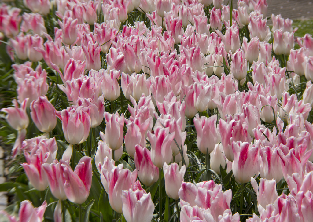 Tulips Amsterdam by bizziebeeme