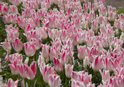 17th Apr 2014 - Tulips Amsterdam