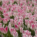 Tulips Amsterdam by bizziebeeme