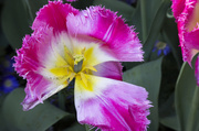 19th Apr 2014 - Frilly tulip