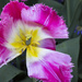 Frilly tulip by bizziebeeme
