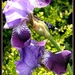 Blue Iris  by beryl
