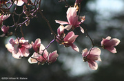 24th Apr 2014 - Magnolia Tree