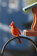 24th Apr 2014 - Morning cardinal!