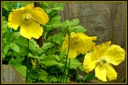25th Apr 2014 - Welsh Poppies 