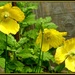 Welsh Poppies  by beryl