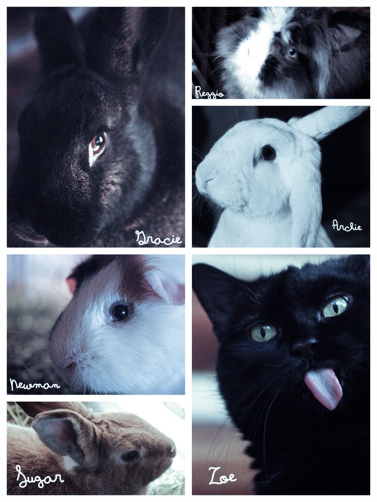 My 6 Furry Rescue Loves  by mzzhope