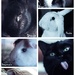 My 6 Furry Rescue Loves  by mzzhope