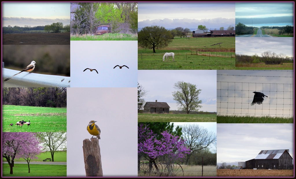 Kansas Spring Collage by kareenking