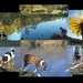 dogs by (and on) pond by francoise