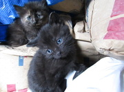 23rd Apr 2014 - Kittens At FourWeeks