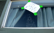 24th Apr 2014 - How Much is That Doggy in the Window?