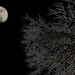 la lune by summerfield