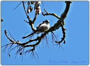 25th Apr 2014 - Long-tailed Tit