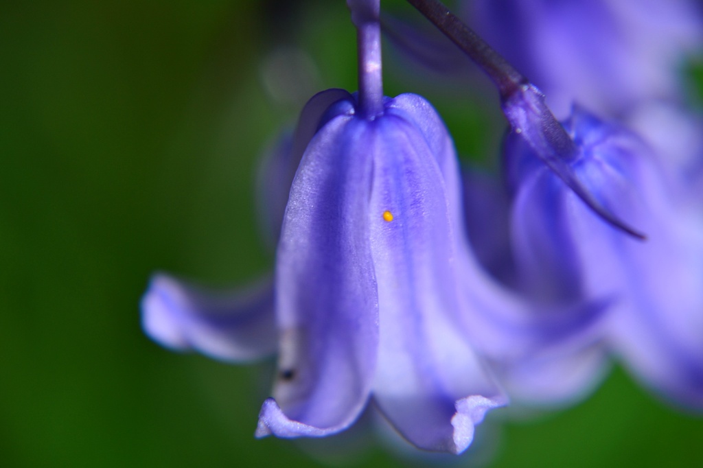 Fairy flowers of blue by ziggy77