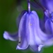 Fairy flowers of blue by ziggy77
