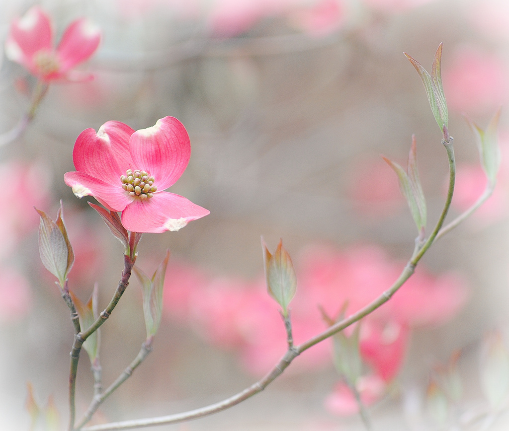 Daydreaming in the Dogwood by alophoto