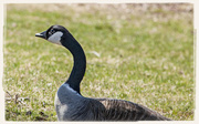 25th Apr 2014 - Doubtful Goose