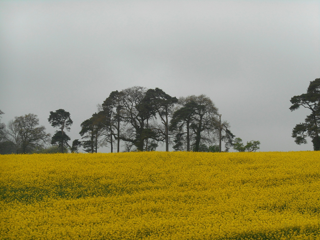 The oilseed rape brightened up a dull day. by snowy