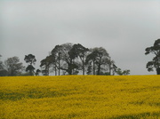 20th Apr 2014 - The oilseed rape brightened up a dull day.