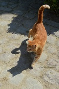 24th Apr 2014 - the cat with a great shadow