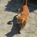 the cat with a great shadow by parisouailleurs