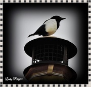25th Apr 2014 - Magpie's on the  Pot.