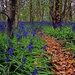 Path of Leaves through the Bluebells..... by shepherdmanswife