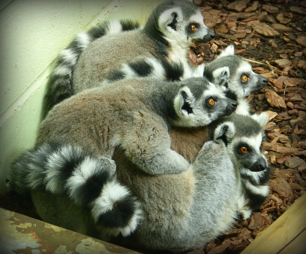 boy lemurs.... by quietpurplehaze
