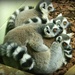 boy lemurs.... by quietpurplehaze