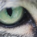 Cat's Eye by judithg