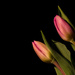 Tulips by leonbuys83