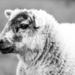Lambs portrait - 25-04 by barrowlane