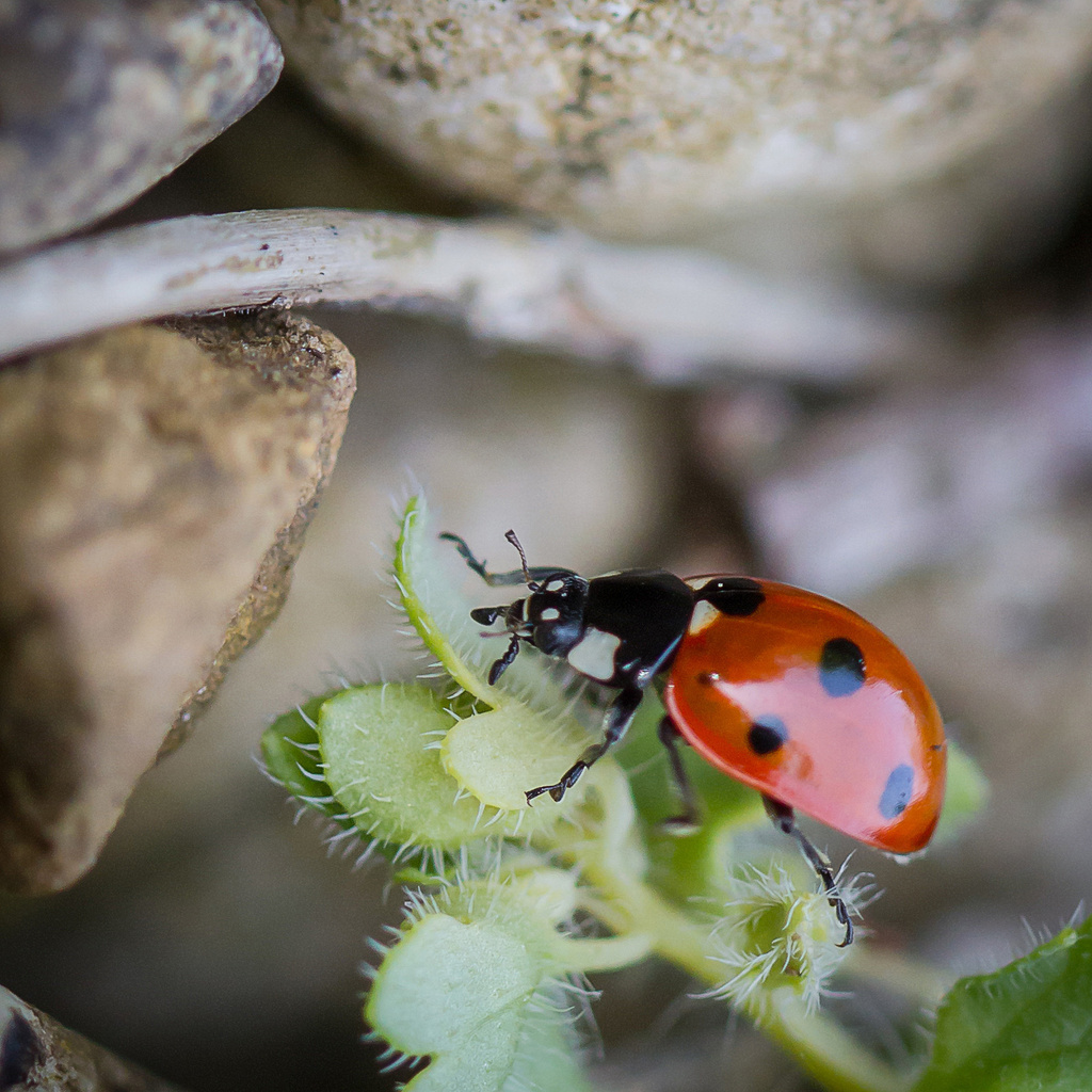 ladybird by jantan