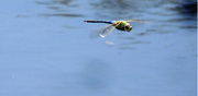25th Apr 2014 - Day 325 Dragonfly
