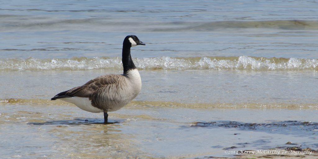 Lone goose by mccarth1