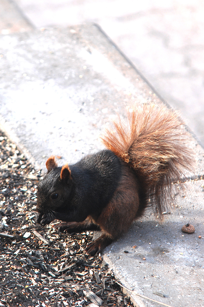 Black squirrel with the brown pants?? by fayefaye